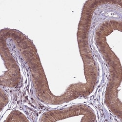 SPRED1 Antibody, Novus Biologicals:Antibodies:Primary Antibodies